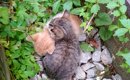 10年前、アパートの隙間で身を寄せ合う２匹の子猫を発見→放っておけず…