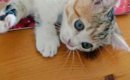 マットの上で寝転がっていた子猫→可愛すぎる『あんよ』に１万いいねの…