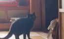 少し離れた場所からチラチラと見てくる黒猫→『おいで』と声をかけると…