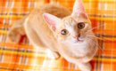 『愛情を注がれている猫』がみせるサイン5つ　あなたの想いに応えてく…