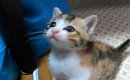悲しげな表情をうかべる子猫に手を差し伸べてみたら…『胸がぎゅっとな…