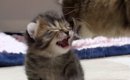 目が開いたばかりの『子猫』→ママを見つけると……尊すぎる『1か月間の…