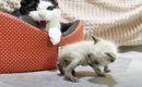 先輩猫に突然威嚇されてしまった子猫…『想定外すぎる行動』をとる姿に…