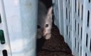 ドブに落ちてしまった子猫を保護→お風呂に入れると『灰色の毛』が…感…