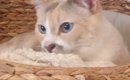リラックスしていた猫→パパが『おなら』をした次の瞬間…突然の"…