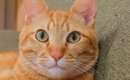 ソファに座っていた茶トラ猫→足を見ると…思わず二度見する『まさかの…