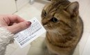 飼い主が『動物病院の診察券』を出したら、猫が……思わず笑ってしまう…