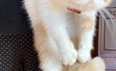 台所に行った猫→おばあちゃんにつかまって…まさかの『表情』に爆笑の…