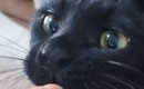可愛い顔をしておやつを食べようとしていた黒猫→『おてて』を見ると……