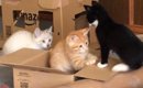 小さい頃から一緒だった3匹の猫たち→８年後になると……心温まる"…
