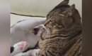 1歳の猫に絡まれた15歳のおばあちゃん猫…次の瞬間見せた『猫とは思え…