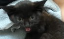 不安で鳴き続けていた保護子猫→大切に育てた結果…３年後の『目を見張…