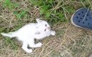 茂みから飛び出してきた『1匹の子猫』…驚きの出会いと『13年後の光景…