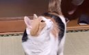 遊んでほしくて『父を待っていた三毛猫』→抱っこされると…あまりにも…