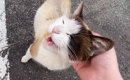 『ゴミ捨て場にいた野良猫』と目が合った結果…30分後の急展開と『現在…