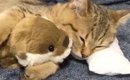 子猫が添い寝していたツヤツヤのぬいぐるみ→『５年後の様子』を見てみ…