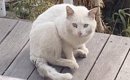 突然目の前に現れた『ボロボロの白猫』を保護して１年…現在の様子が感…