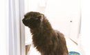 『川に落ちていた黒猫』を救出→大事に育てた結果…当時とはまるで別猫…