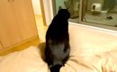 どうしてもパパと寝たい猫→先にベッドで待っていて…悶絶級に尊い『健…