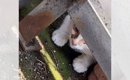 道の駅で鳴いていた子猫が保護された結果…『目を見張る成長ぶり』が感…