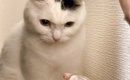 猫と子どもがやけに静かだなと思ったら…あまりにも予想外な『モノを見…