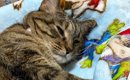 赤ちゃん用の電動ベッドで『くつろぐ猫』→スイッチを入れてみたら…ま…