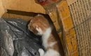 運動会の最中に夫から『置き去りにされた子猫がいる』とLINEがきて…感…