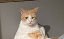 帰宅したら机の上でネコが……飼い主さんが恐怖を感じた『まさかの姿』…