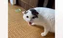 なぜか実家の猫に嫌われて…帰るときに『窓』を見てみたら→まさかの光…