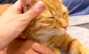 ソファでパパとママの真ん中にいる猫→ふと気づいたら…くつろぎすぎて…