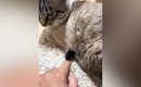 猫のお腹から出ている『謎の物体』をツンツンしていると…予想外の『爆…