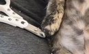 爪切りをしてもらった子猫→『終わった直後の様子』を見ると…とんでも…