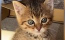 子猫の『初めてのトイレ』を見た結果…完全に予想外な『まさかの姿勢』…