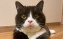 『前足の色が左右で違う猫』の理由……飼い主さんによる『コメント』と…