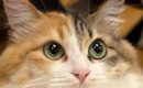 ネコの『おしり』を拭こうとしたら…あまりにも協力的すぎる『まさかの…