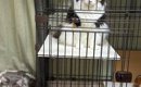 『あ、可愛い！』と思って『集合していた猫たち』を撮った結果…まさか…