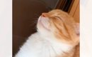 すやすやとお昼寝していた子猫→『まさかの場所』で…笑わずにはいられ…