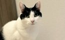 『私の作品です』自慢げにカメラを見つめる猫→『後ろの壁』を見ると………