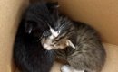 旦那から『友達が猫を拾った』と連絡→2匹の赤ちゃん猫を引き取った結…