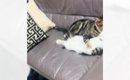 『猫たちが静かだな』と思って部屋の中を見回してみたら…とんでもなく…