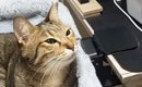 夫のことが『大好きすぎるネコ』→名前を呼ばれると…完全に『恋する乙…