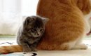 先住猫のことが大好きになった保護子猫…ぴったりとくっつき続ける『尊…