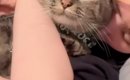 飼い主さんに抱きしめられている猫→『表情』を見てみたら……思わず吹き…