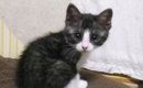 きゅるきゅるお目目だった子猫が、11年後……衝撃のビフォーアフターに…