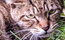 『野良時代は目つきが鋭かった猫』が、現在…『同じ猫とは思えない』劇…