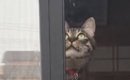 心配そうに窓のほうを見つめる先輩猫→視線の先には『子猫』がいて…驚…