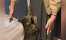 『大好きなおばあちゃん』が久しぶりに家に来たら、猫が……心温まる『…