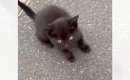 道路沿いで鳴いていた『1匹の小さな黒猫』を保護→家にいた2匹の犬と会…