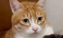 『保護した子猫』を家に連れて帰った結果…先住猫がとった『まさかの行…