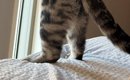 足場の不安定な『ベッドの上』で窓の外を眺めていたネコ…『まさかの体…